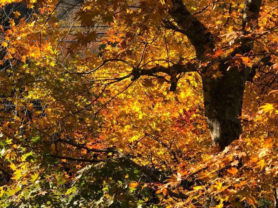 Vila 仙石庵 Hakone Exteriér fotografie